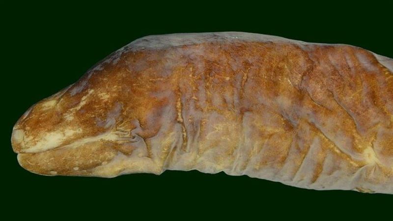 中山大學發現「無眼魚」新物種登國際期刊