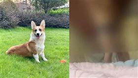 女子遭老公家暴，甚至在她面前砍死家中的柯基犬。（圖／翻攝自微博）