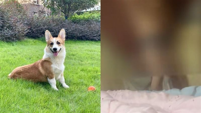 尪當面砍死柯基犬　她提離婚遭夫家全反對