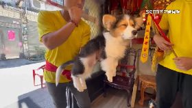 V幫柯基收驚1300