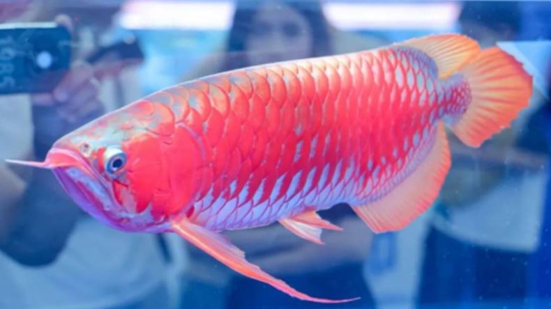 一條魚換一間房！紅龍魚奪冠　天價曝光