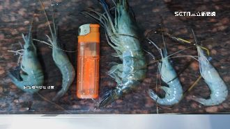 控買泰國蝦混雜小蝦！民眾批「無良魚販」