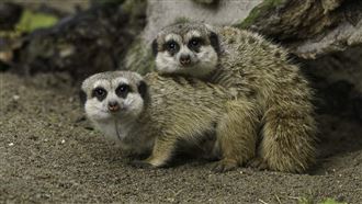 瑪娃強風豪雨！就怕動物受傷　動物園戒備