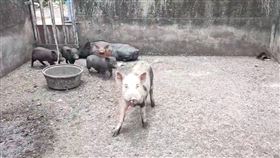 「瑪娃」颱風來襲，蘭嶼的東清部落出現豬圈屋頂被強風吹飛，好幾十頭大小豬隻無家可歸得趕緊撤離。（圖／阿諾本旅遊提供）