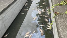 高雄,魚屍,溝渠,暴斃,大寮