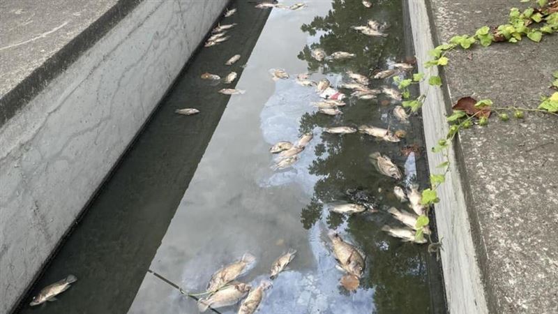 高雄出現大量魚屍臭爆　環保局曝真正原因