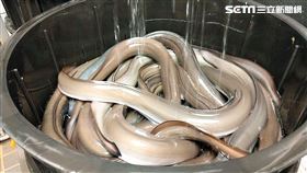 鰻魚　鰻魚女王　郭瓊英（圖／記者戴玉翔拍攝）
