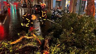 新／瑪娃颱風間歇強風　重慶北路樹塌壓車