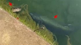 中國水老虎（圖／翻攝自微博）