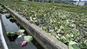 通霄鐵道荷花田收費惹議  田主決定全數砍除苗栗縣通霄鎮五南里平交道旁荷花田因能拍攝到火車、荷花同框美景而爆紅，但日前卻發生收費爭議，陳姓田主31日已將荷花全數砍除，讓不少民眾大嘆可惜。（民眾提供）中央社記者管瑞平傳真  112年5月31日