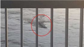 搜奇／《駭人怪物》現蹤漢江？　10公尺水怪模樣曝民眾驚呆（圖／CTWANT提供）