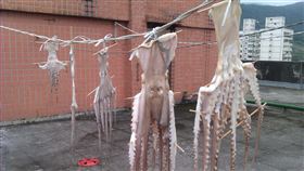 網友到頂樓曬棉被，卻驚見4隻章魚。（圖／翻攝自路上觀察學院 臉書）