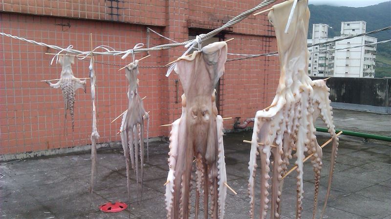 頂樓曬衣驚見大章魚　萬人笑：刷烤肉醬嗎