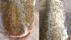 搜奇／鴨子頻繁失蹤疑附近水域藏水怪　村民抽乾水驚見15kg「尖牙怪魚」（圖／翻攝自微博）