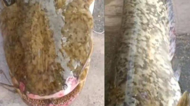 疑村裡水域藏水怪…居民驚見「15KG怪魚」