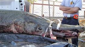 搜奇／尖嘴利齒水怪專家稱會攻擊人類　大陣仗捕抓「抽乾」湖水吸3700萬人搶看（圖／翻攝自推特）