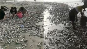 牡蠣沖上岸多到看不見盡頭 居民爽撿100kg生蠔嗨翻。微博