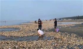 牡蠣沖上岸多到看不見盡頭 居民爽撿100kg生蠔嗨翻。微博