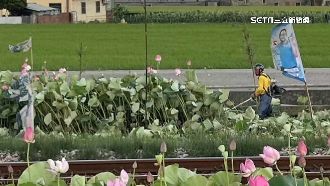 通霄鐵道荷花田收費惹議　花農氣炸全砍除