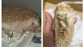 網紅金毛被爆料　把刺蝟標本做成木乃伊（圖／讀者提供）