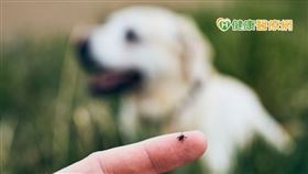 楊靜宇獸醫師提醒，跳蚤等寄生蟲繁殖能力驚人，24至48小時交配產卵，一生可誕下高達2,000顆蟲卵。發現寄生蟲蹤跡，家裡可能已成為寄生蟲大本營