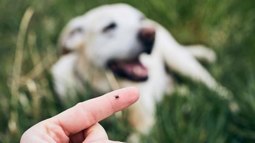 全台貓狗破2百萬隻！飼主未驅蟲恐陷1疾病