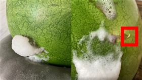好市多西瓜放2天就口吐白沫，網友驚見上頭有蛆。（圖／翻攝自臉書社團「Costco好市多 商品經驗老實說」）