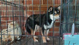 竹縣府稽查狗場 飼養不當將開罰新竹縣動物保護防疫所3日前往新埔鎮旱坑地區鄭姓飼主的狗場稽查，動防所說，現場飼養環境髒亂，要求飼主一週內改善，後續也將依動物保護法相關規定，對未絕育、未辦理寵物登記部分開罰。（新竹縣政府提供）中央社記者郭宣(文三)傳真  112年5月3日