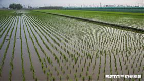 農田/稻田/水稻(記者陳弋攝影)