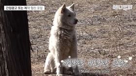 流浪狗,監視,人夫.故事,洋蔥,妻子,收養