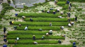 ▲芒種（圖／翻攝自百度百科）