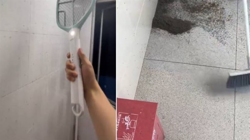 他家變「蚊子老巢」！電蚊拍啪聲像放鞭炮