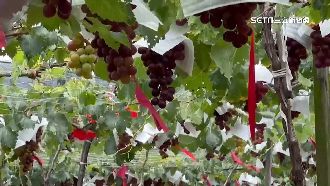 紫色風暴5-8月來襲　護巨峰葡萄鞭炮驅鳥