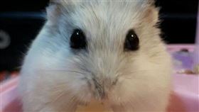 倉鼠,寵物,可愛,飼料,老鼠,示意圖／蕭宥宸攝影