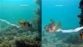 （圖／翻攝自onebreathdiver IG）