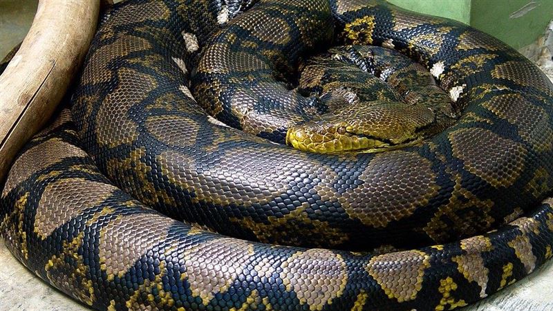 4公尺巨蟒闖派出所　警嚇壞打119：不敢抓