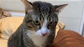 胖貓,8.5公斤,墜落,汽車,玻璃,受傷