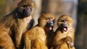 猴子 圖／Pixabay