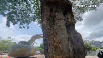 搶救60年老樹！屏東大學願拆圍牆拓路