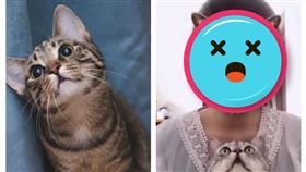 主人開特效嚇到貓咪（圖／翻攝自微博）
