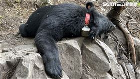 台灣黑熊93685繫放近3個月，卻在台中和平山區遭套索困住，活活渴死。（圖／東勢林管處提供）