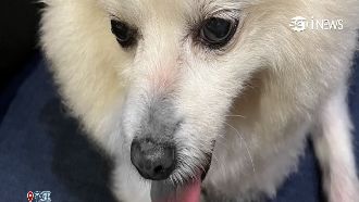 飯店寵物房鐵欄生鏽　飼主控害狗受傷