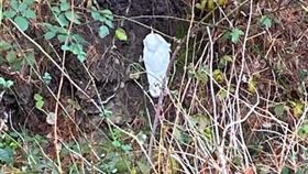  葵花鳳頭鸚鵡（圖／翻攝自「Wildlife rescue and rehab. - statewide」臉書粉專）