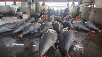 漁民嗨！東港黑鮪魚單日進港411尾破紀錄