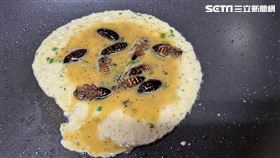 蟑螂,蟑螂煎蛋,繁殖,杜比亞蟑螂(孫男 授權提供)