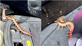 開車廂驚見「超巨蜈蚣」！她揭真面目嚇壞2千人：要去收驚了（爆料公社二社）