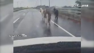 下雨天馬兒逛大街！駕駛目睹減速「護送」