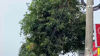 南投芒果樹蔭大道　落果突襲成不定時炸彈