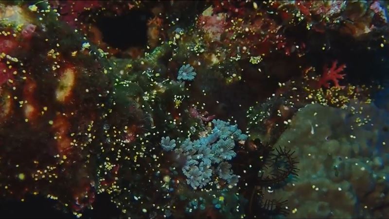 壯觀！綠島「海綿」產卵　像極了下雪美景
