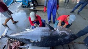 台東新港黑鮪魚